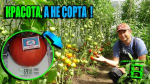 СУПЕР СОРТА ТОМАТОВ (ПОМИДОР). ТОМАТ ХАРАКТЕРИСТИКА И ОПИСАНИЕ СОРТА ЭКОСАД (ОГОРОД) И ТЕПЛИЦА 22-30