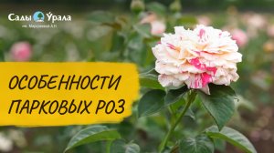 Парковая роза: видеообзор