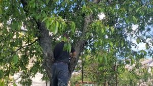 Бензопила STIHL