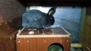 #2 .Зимние окролы в мороз. Кролики НЗБ. Уплотнённые окролы в зимнее время.