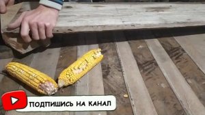 самая простая самоделка для курей.mp4