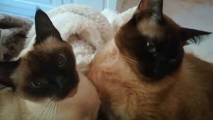 Доброе утро у моих тайцев