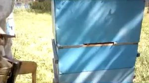 Пасека Лаврова. Пасека в Касноревщине и медоносы около пасеки в августе.