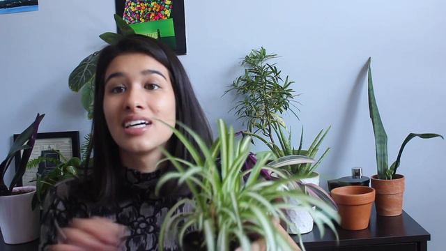 Discovering BUGS On My Plants LIVE! | How to Use Neem Oil to Treat and Prevent Pests on House Plant