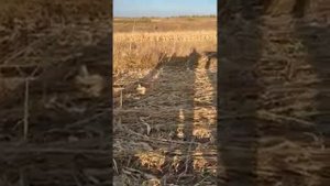 мини комбаин для уборки кукурузы длеа японских мини тракторов 4