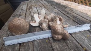 Sidewalk Mushrooms: Agaricus bitorquis