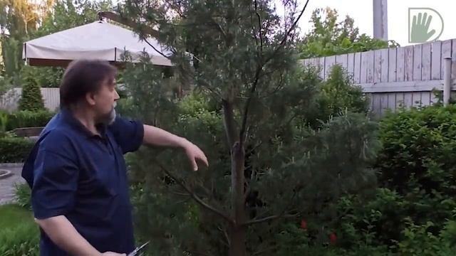 Видео журнал «Сады в отличной форме №41» Выбор сортов и советы по уходу за хвойными от И. Чекунова.