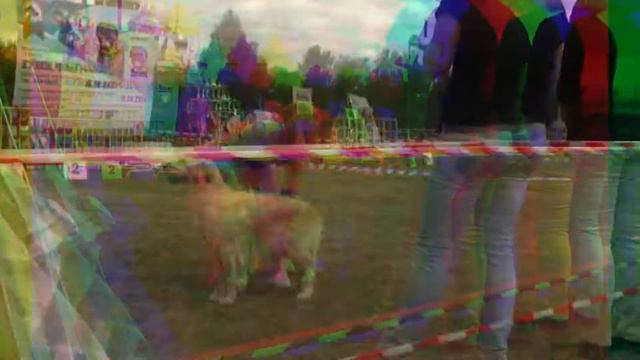 Выставка САС г.Саранск 8.08.20г смотреть онлайн