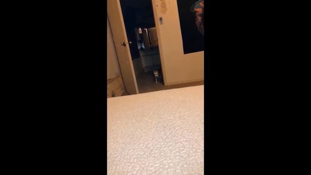 📹  Самые новые смешные животные 2023😂 Смешные коты и собаки - Animal Club