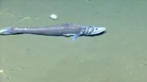 10 САМЫХ НЕВЕРОЯТНЫХ ГЛУБОКОВОДНЫХ ОБИТАТЕЛЕЙ