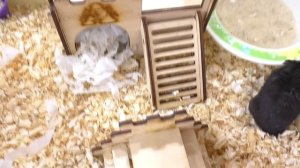 НАМ УГРОЖАЮТ? / ХОМЯК ИЗЮМЧИК В ОПАСНОСТИ! / ГОД КРЫСЫ 2020 - КОГО КУПИТЬ? / Alisa Easy Pets