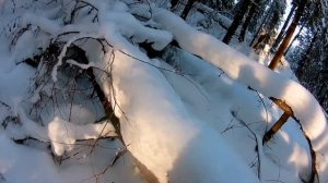 За дровами на самодельном гусеничном тракторе.