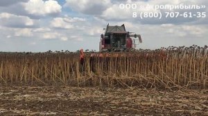 Убираем подсолнечник жаткой ПОКОС-7,4. Потери? Так работает жатка ПОКОС. Уборка полсолнечника ?