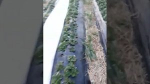 Клубника , восстановление после солевого ожога.