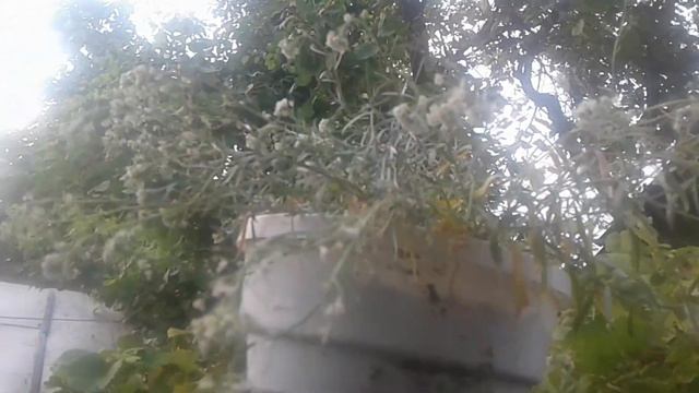 Домашнее видео. Хроника. смотреть онлайн