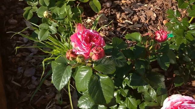 Цветение розочки - первогодки МЭРИ ЭНН ?? 2022 смотреть онлайн