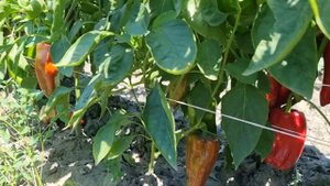 Оцениваем Сладкий перец Каптур 2023 год.