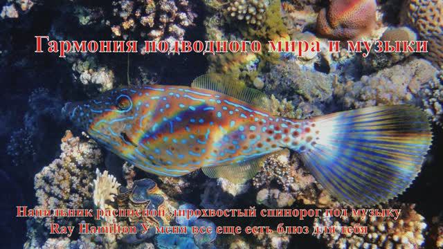 41. Напильник расписной лирохвостый спинорог музыкf Ray Hamilton У меня все еще есть блюз для тебя