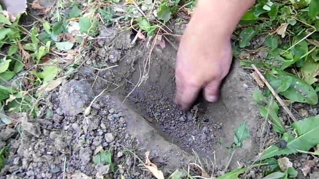 Правильная посадка черенков красной смородины осенью и уход за ними. смотреть онлайн