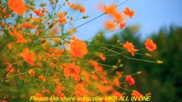 NATURE MEDITATION1 MUSIC FOR MIND RELAXATION смотреть онлайн