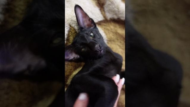 Ориентальный котенок ?