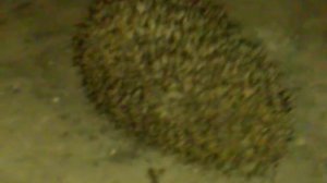 Прыгающий ёжик