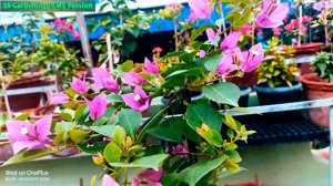 #Glabra_Purple_Bougainvillea💜💜 #4K_Video #beautiful #nature🍀🍀 #@@ss 💐💐