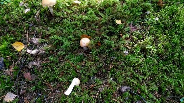 Грибалка состоялась!)) смотреть онлайн