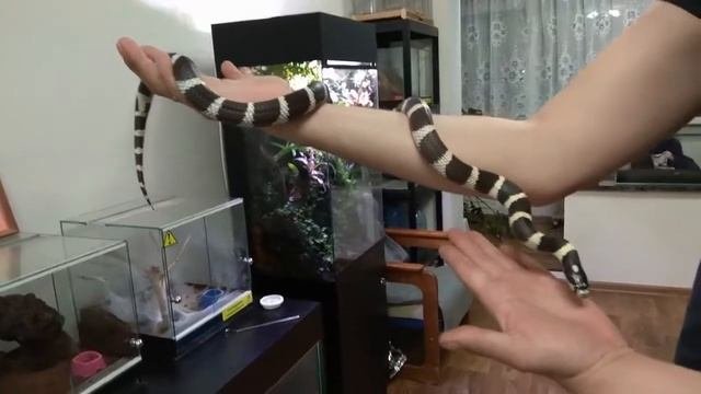 Калифорнийская королевская змея  Lampropeltis California (Самка)