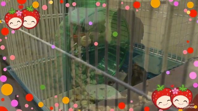 Мои лучшие питомцы смотреть онлайн