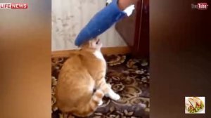 3 случая когда не стоило издеваться над кошками