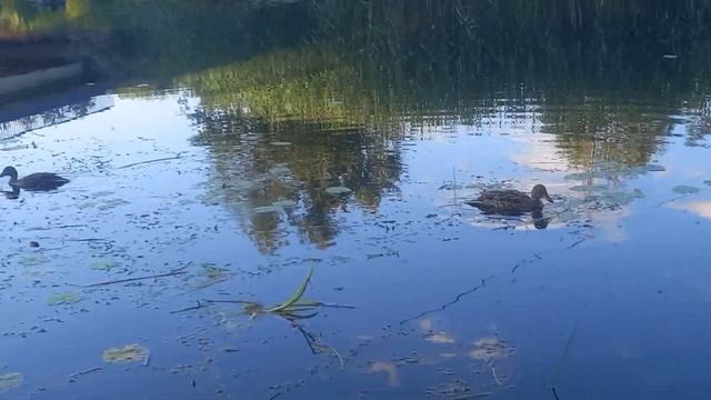 Сельская жизнь д.Рождество, лето, жара, Тверская обл смотреть онлайн