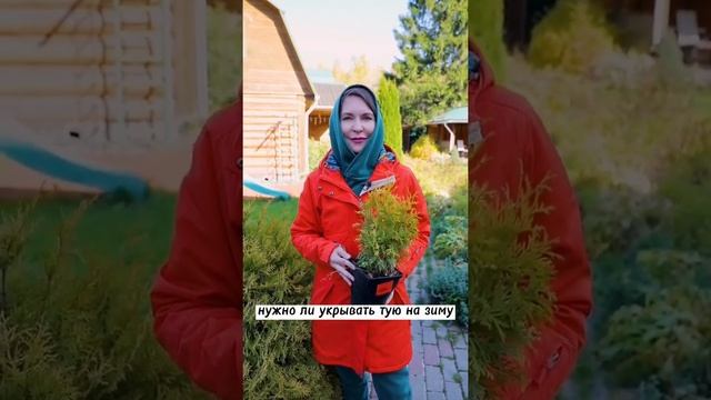 Как считаете. Зачем нужно укрывать туи на зиму ? смотреть онлайн