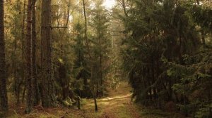 КУРШСКАЯ КОСА - ДУХ ПРИРОДЫ