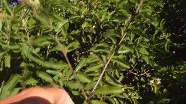 Lavender Star Flower (Crossberry) - Grewia occidentalis смотреть онлайн