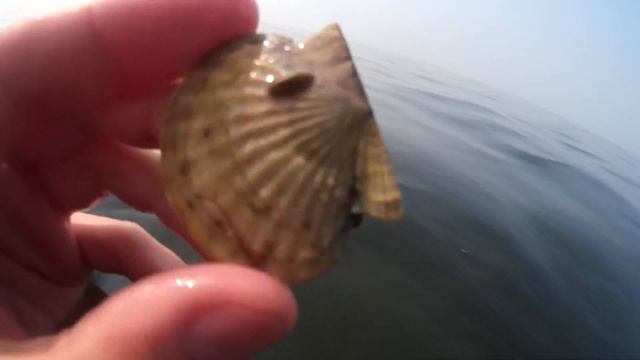 МОРСКОЙ ГРЕБЕШОК - семейство морских двустворчатых моллюсков