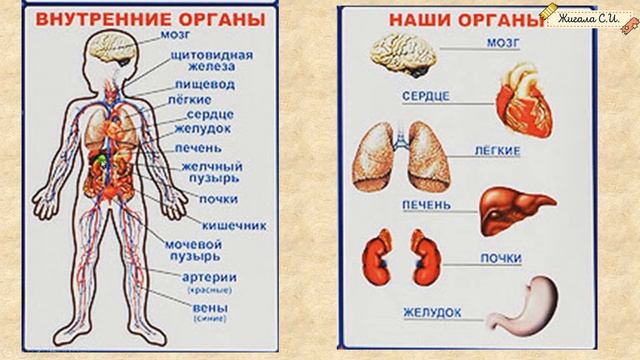 ЗАДАНИЕ №4. Строение человека. ВПР по окружающему миру 4 класс.