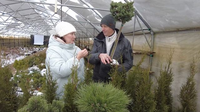 КАК ПОДОБРАТЬ ХВОЙНЫЕ ДЛЯ СВОЕГО УЧАСТКА? Саженцы хвойных пород деревьев и кустарники по ГОСТ смотреть онлайн