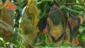 Почему водоросли в аквариуме | Цианобактерии в аквариуме | Сине-зеленые водоросли