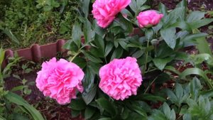 Пион Карнешнл букет (Carnation Bouquet)