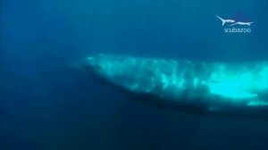 Морское путешествие 17 июля