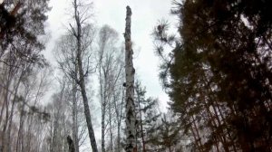 Охота с РЕЛ на куницу