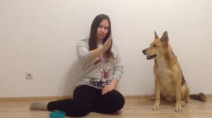 Учим собаку команде ТАЧ - Дрессировка собак