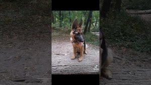 Ставим уши немецкой овчарке правильно!