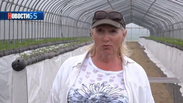 Клубники много не бывает… Объёмы сахалинской ягоды увеличатся в два раза. смотреть онлайн