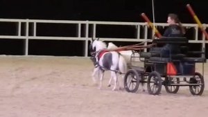 ИППОСФЕРА'17 американские миниатюрные лошади ЧК Идальго