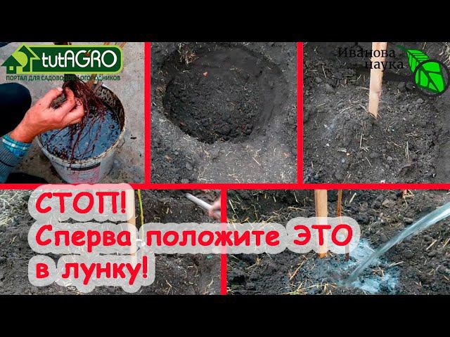 СЕКРЕТ ПОСАДКИ МАЛИНЫ, ГОЛУБИКИ, ЗЕМЛЯНИКИ, РОЗ и всех саженцев! Все растения дадут большой урожай!