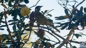 thank you mother nature - pleasant song celebrating mother nature