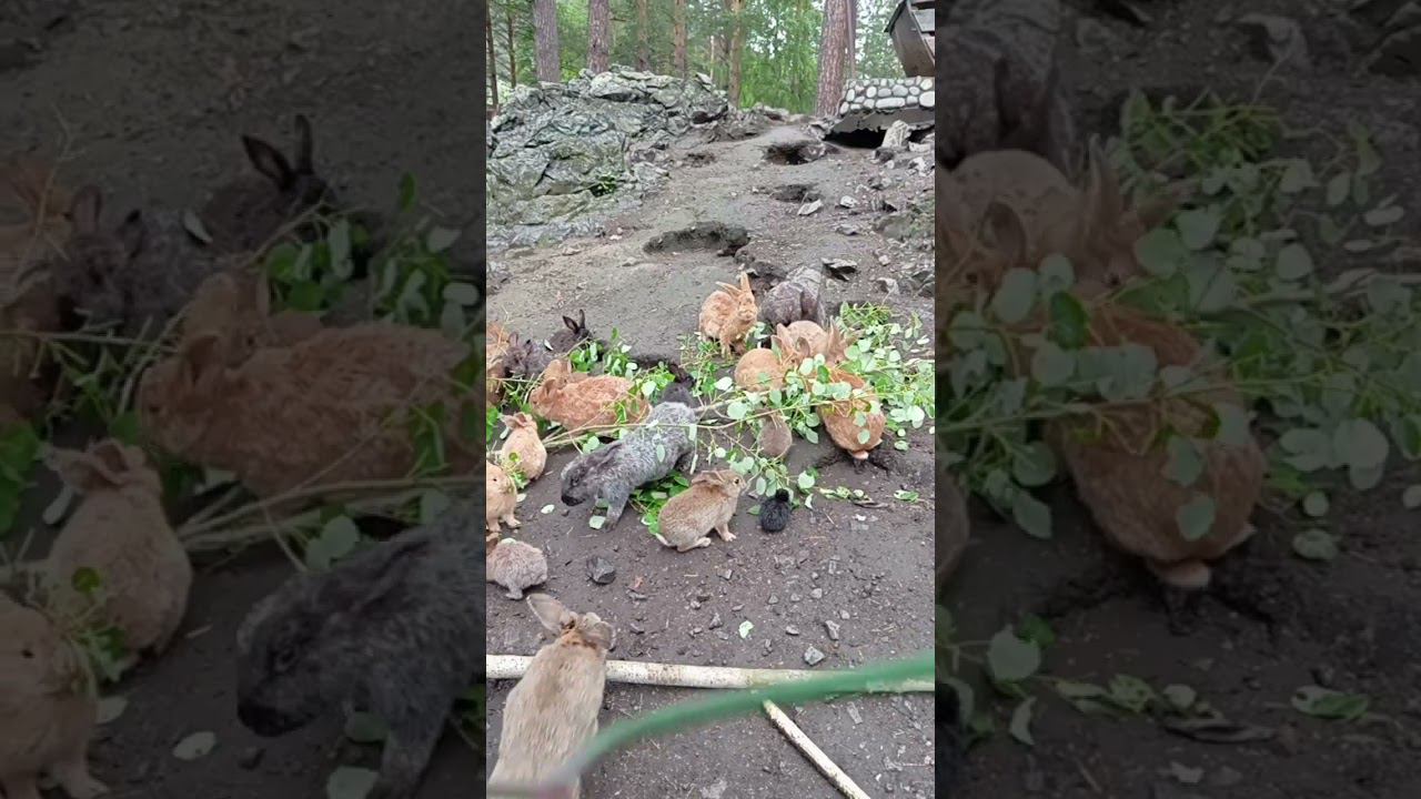 кролимилота кроооолики смотреть онлайн