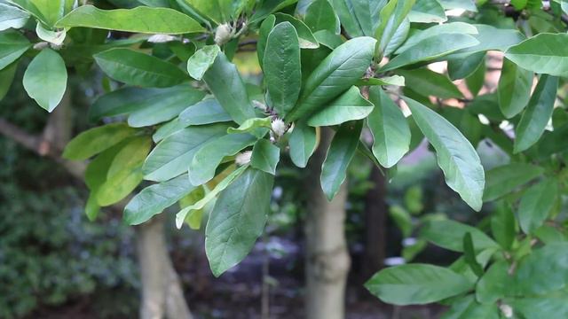 Star magnolia (Magnolia stellata) - Plant Identification смотреть онлайн